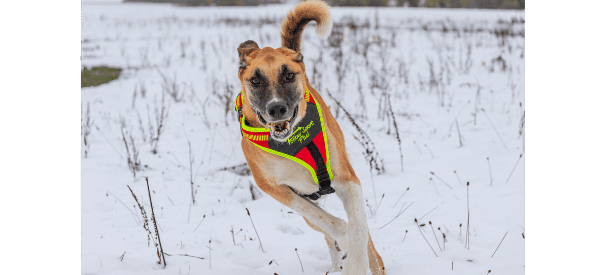 Follow Sport Plus Hundegeschirr Größe: M
