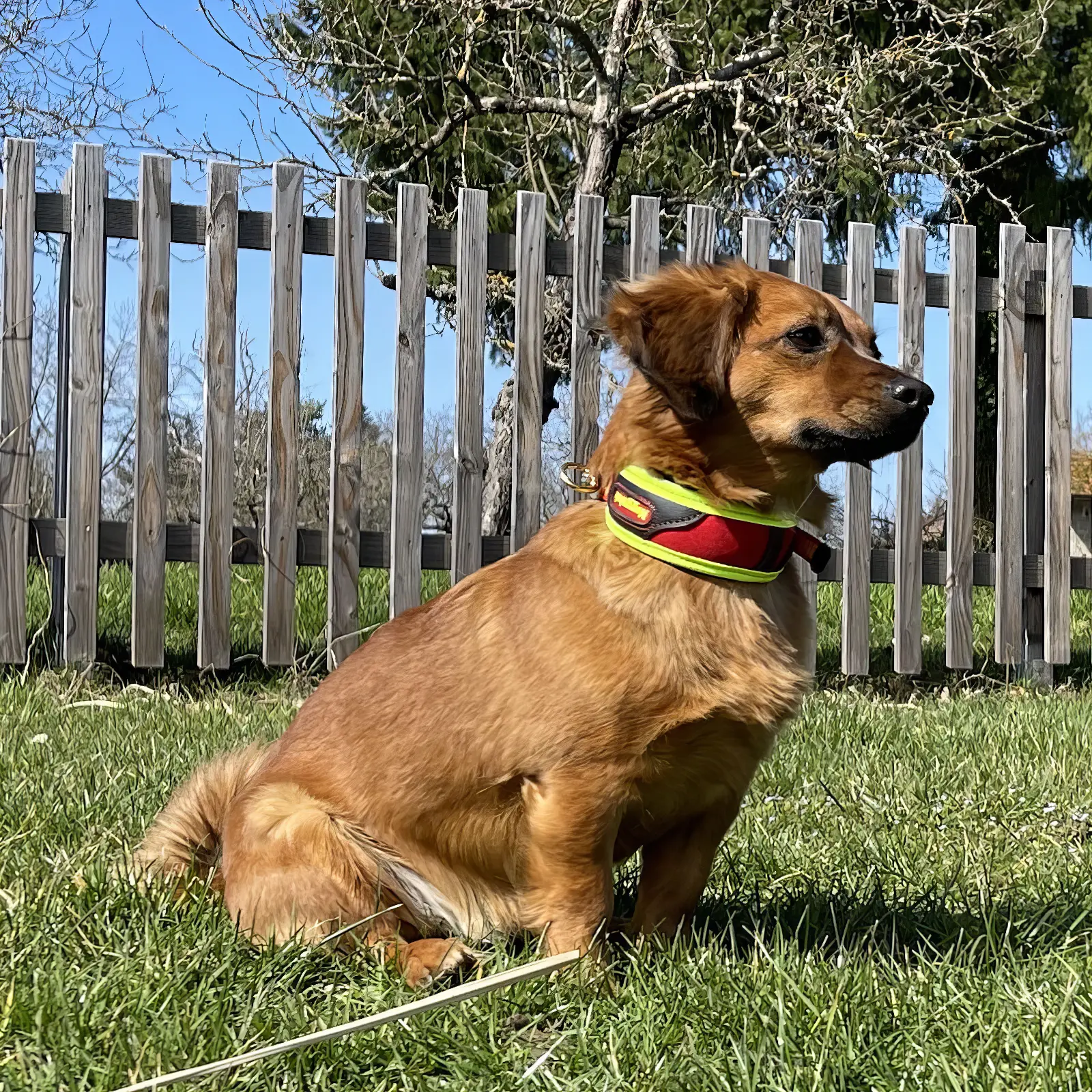 Niggeloh Schweißhalsung XS an Jagdhund