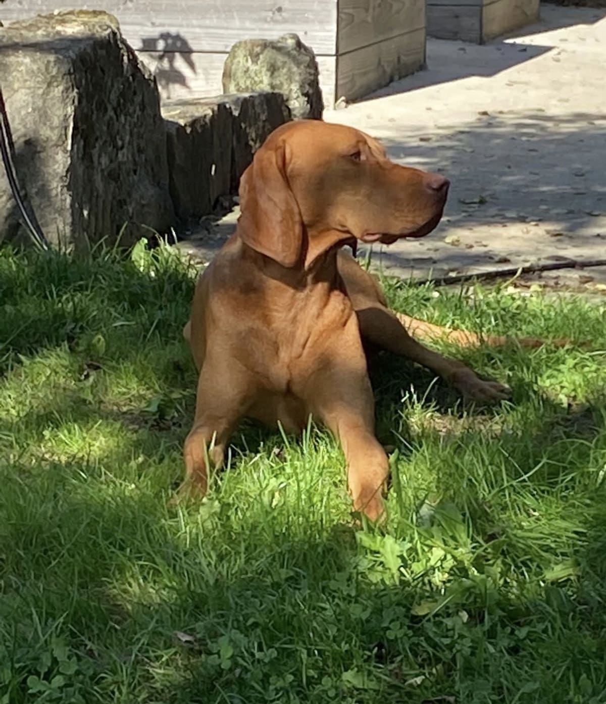 Kurzhaar Magyar Vizsla