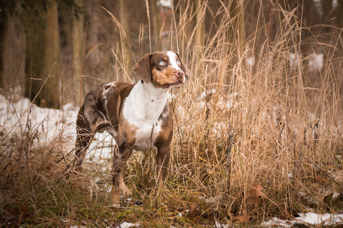 Catahoula Leopard Dog im Schilf