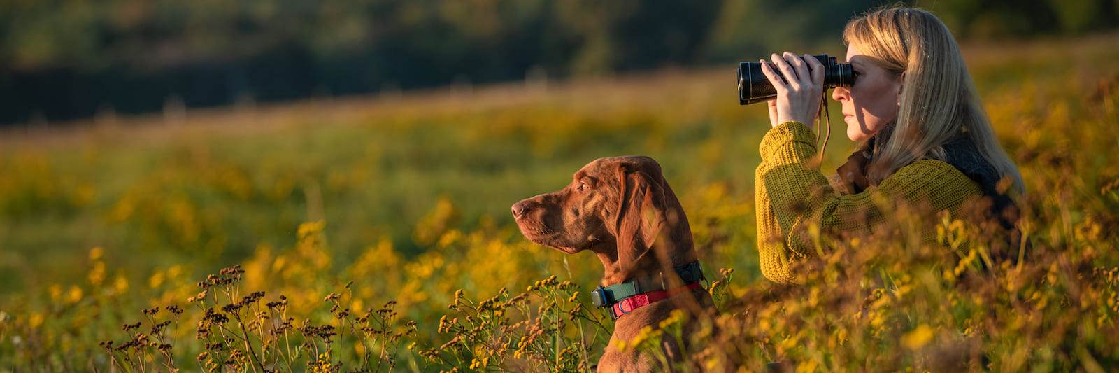 Magyar Vizsla bei der Jagd