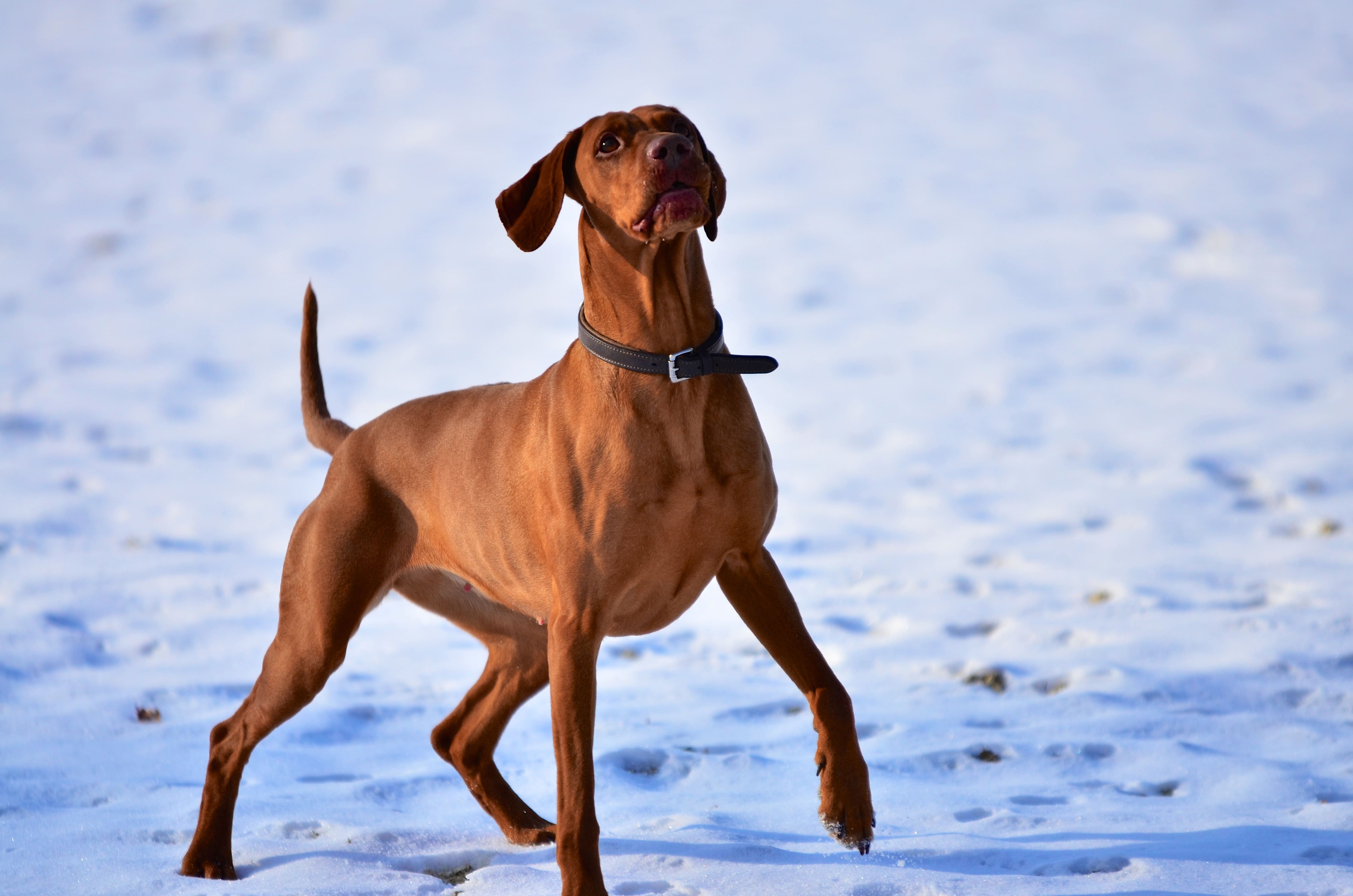 Aufmerksamer Magyar Vizsla bei der Jagd