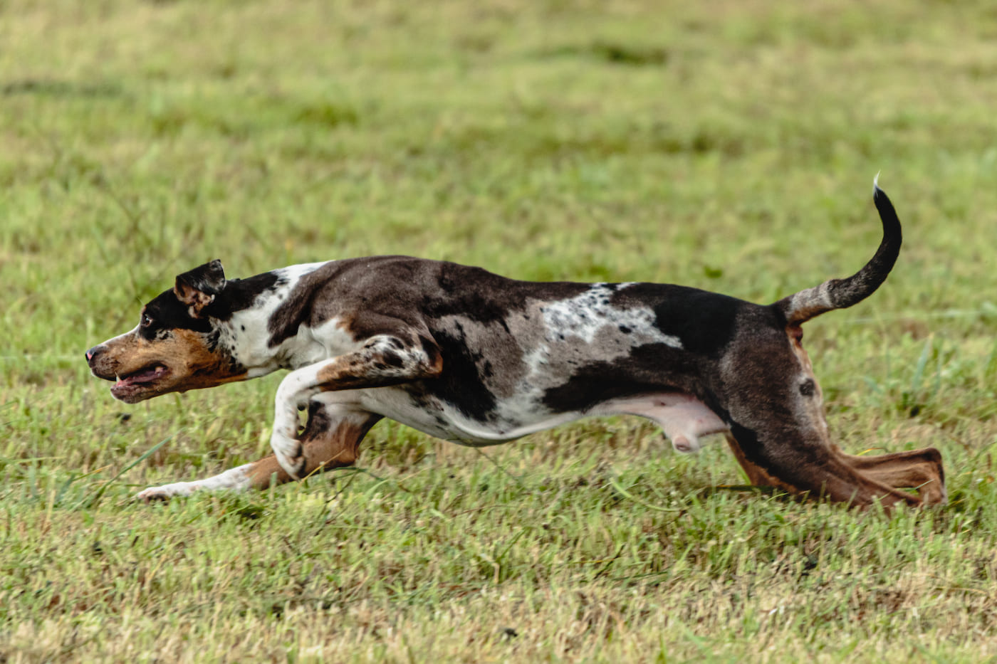 Catahoula Leopard Dog im Jagdfieber