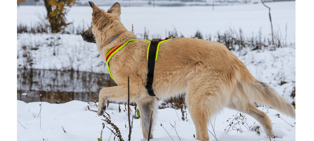Follow Sport Plus Hundegeschirr Größe: M