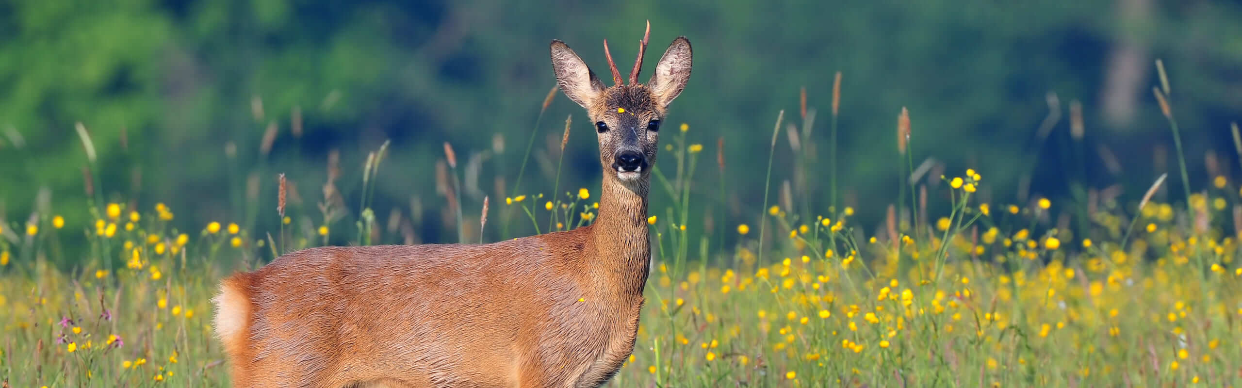 Bockjagd Ausrüstung