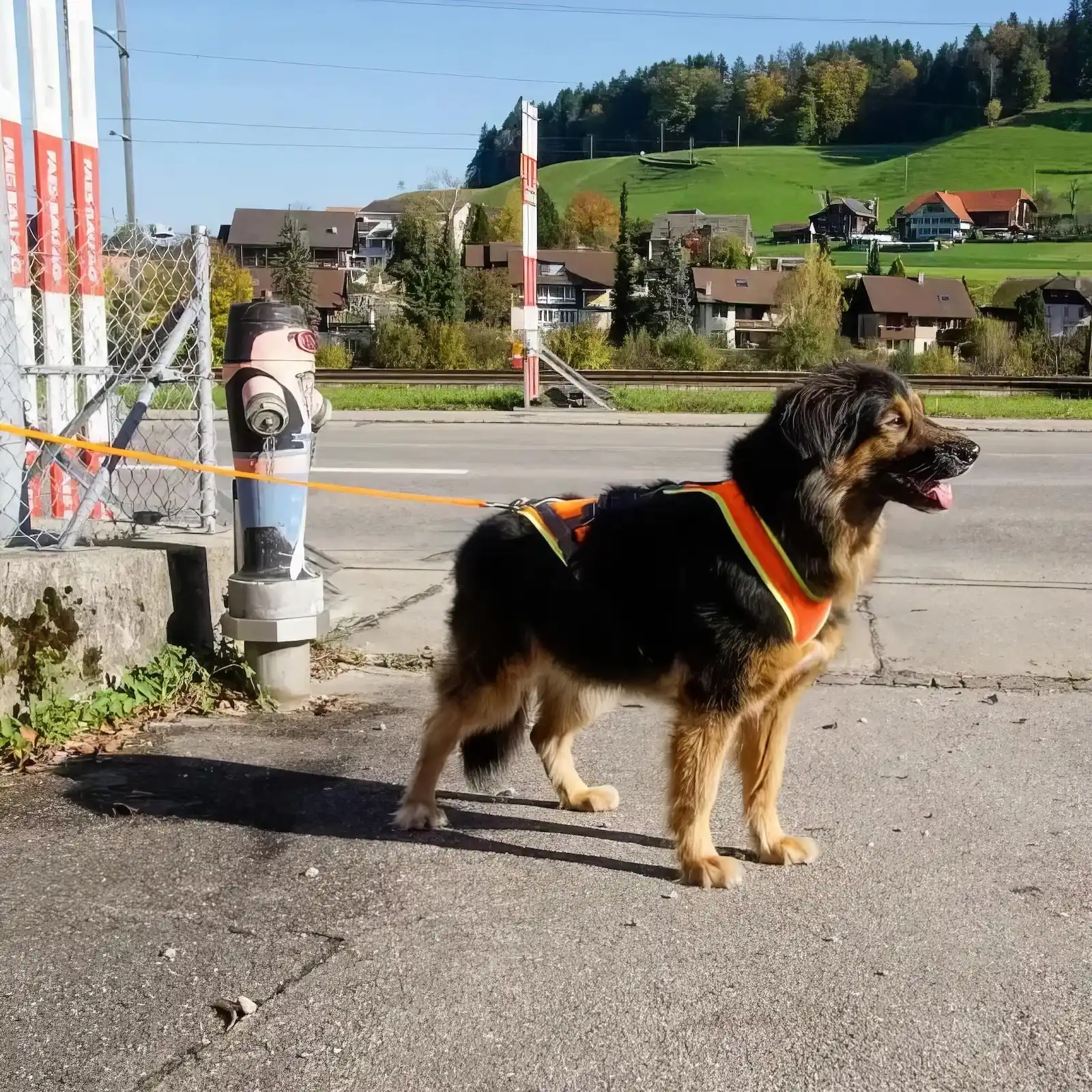 Grossenbacher V Mantrailing XXS Hundegeschirr im Einsatz