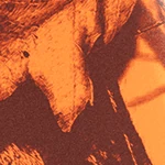 camo blaze orange