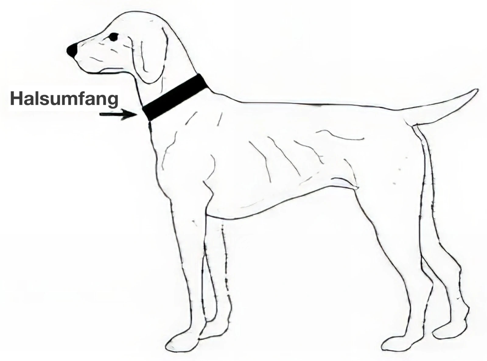 Niggeloh Biothane Halsung Noble Größenermittlung
