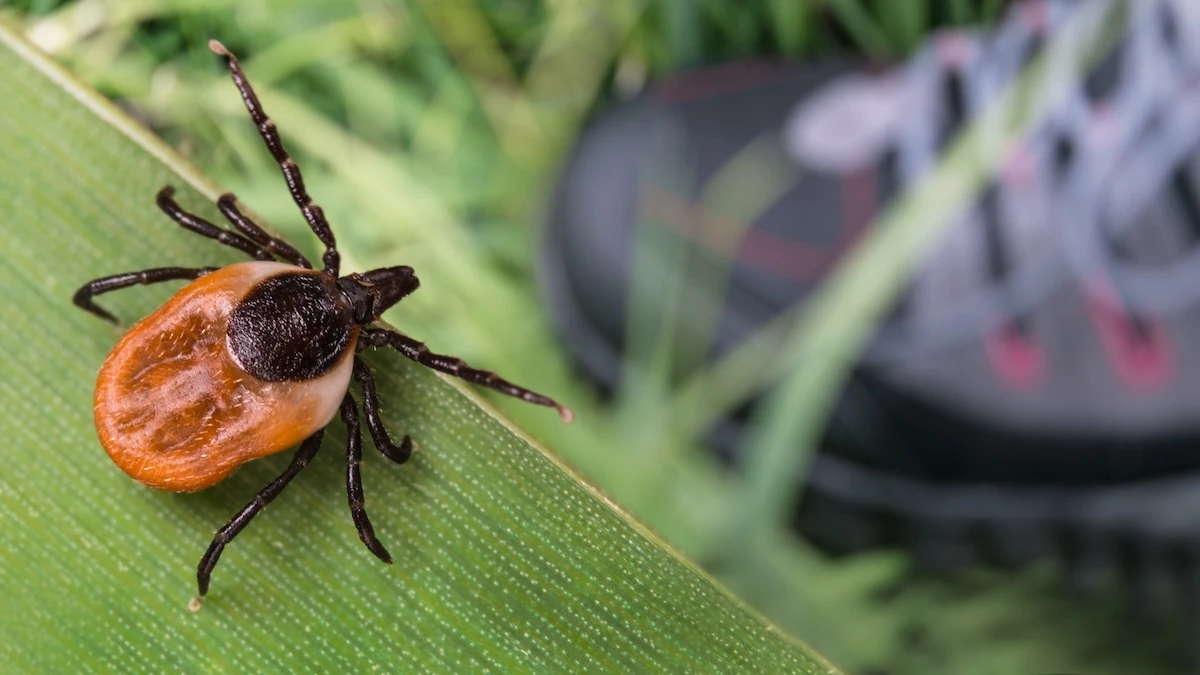 TANATEX Zecken- und Insektenschutz