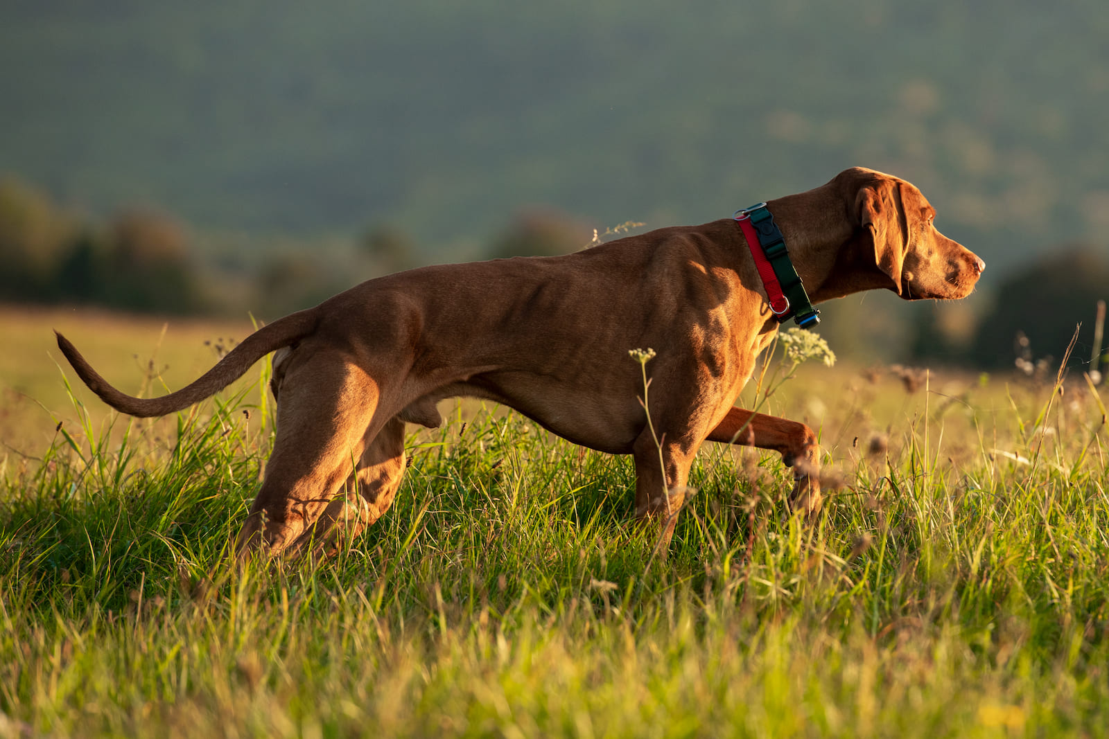 Magyar Vizsla Rüde beim Vorstehen