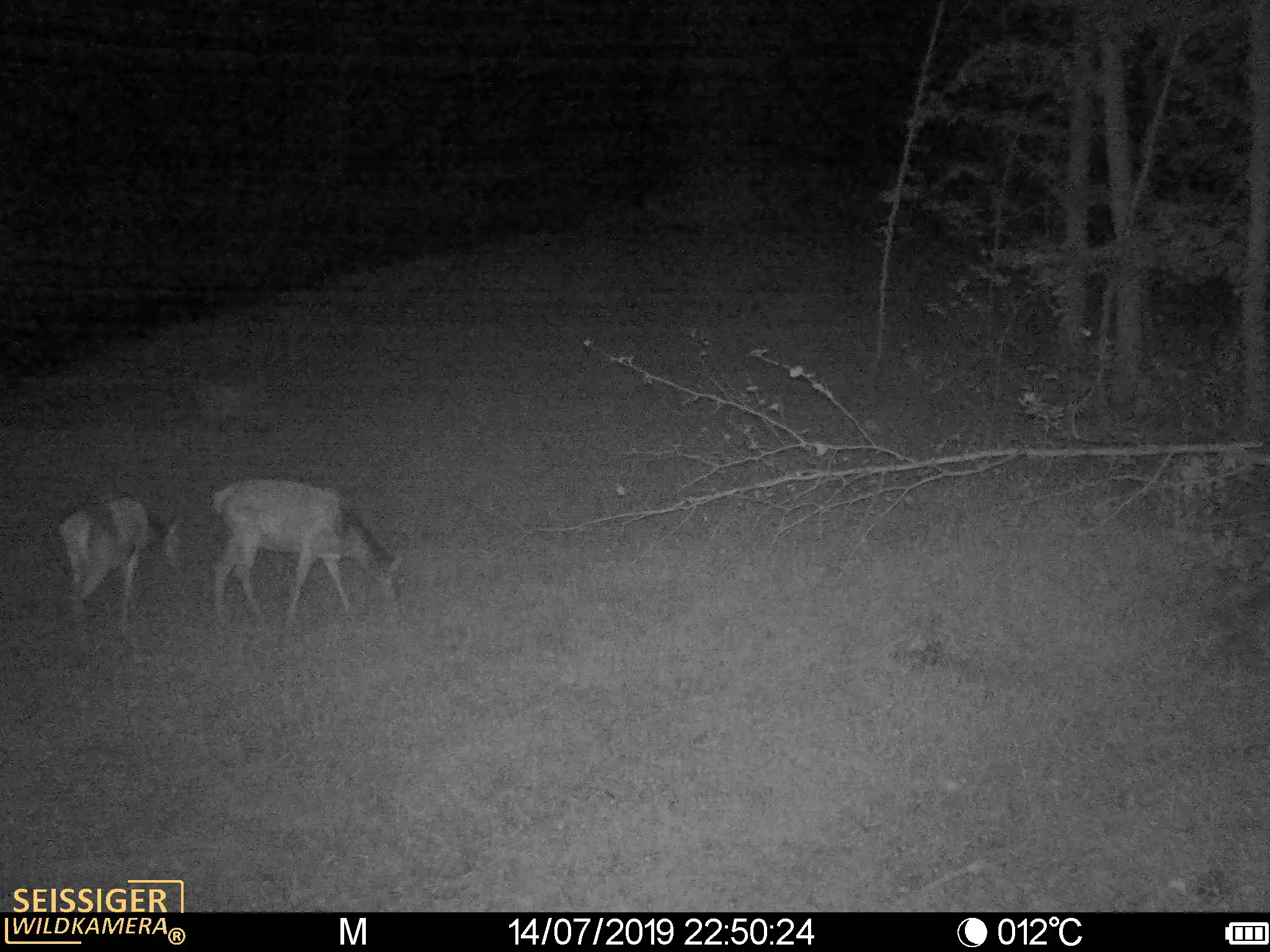 Seissiger Special Cam LTE Supersim Beispielbild Nacht