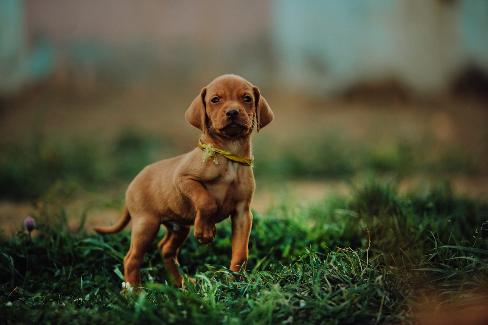 Magyar Vizsla Welpe beim Vorstehen