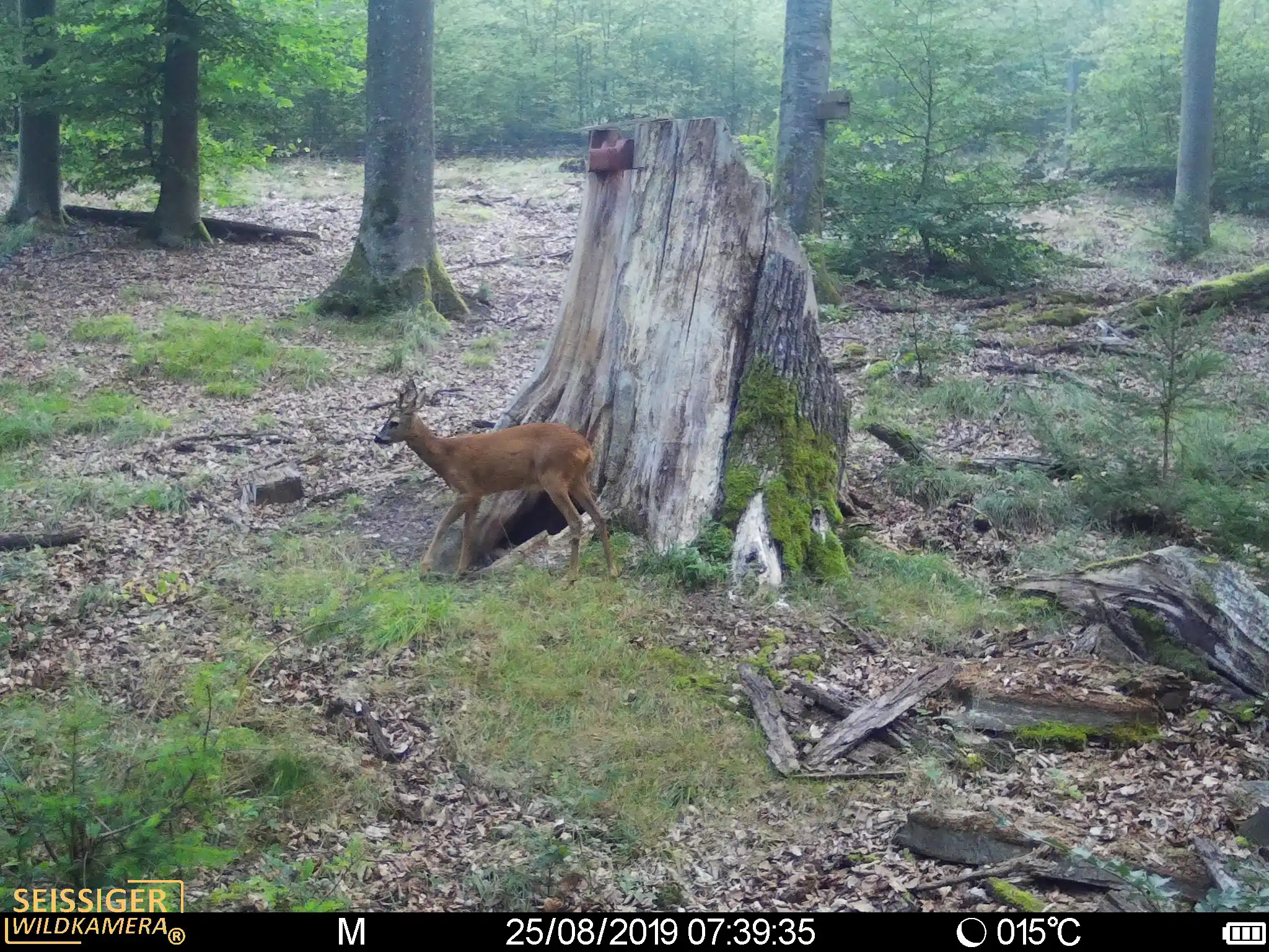 Seissiger Special Cam LTE Supersim Beispielbild Rehbock