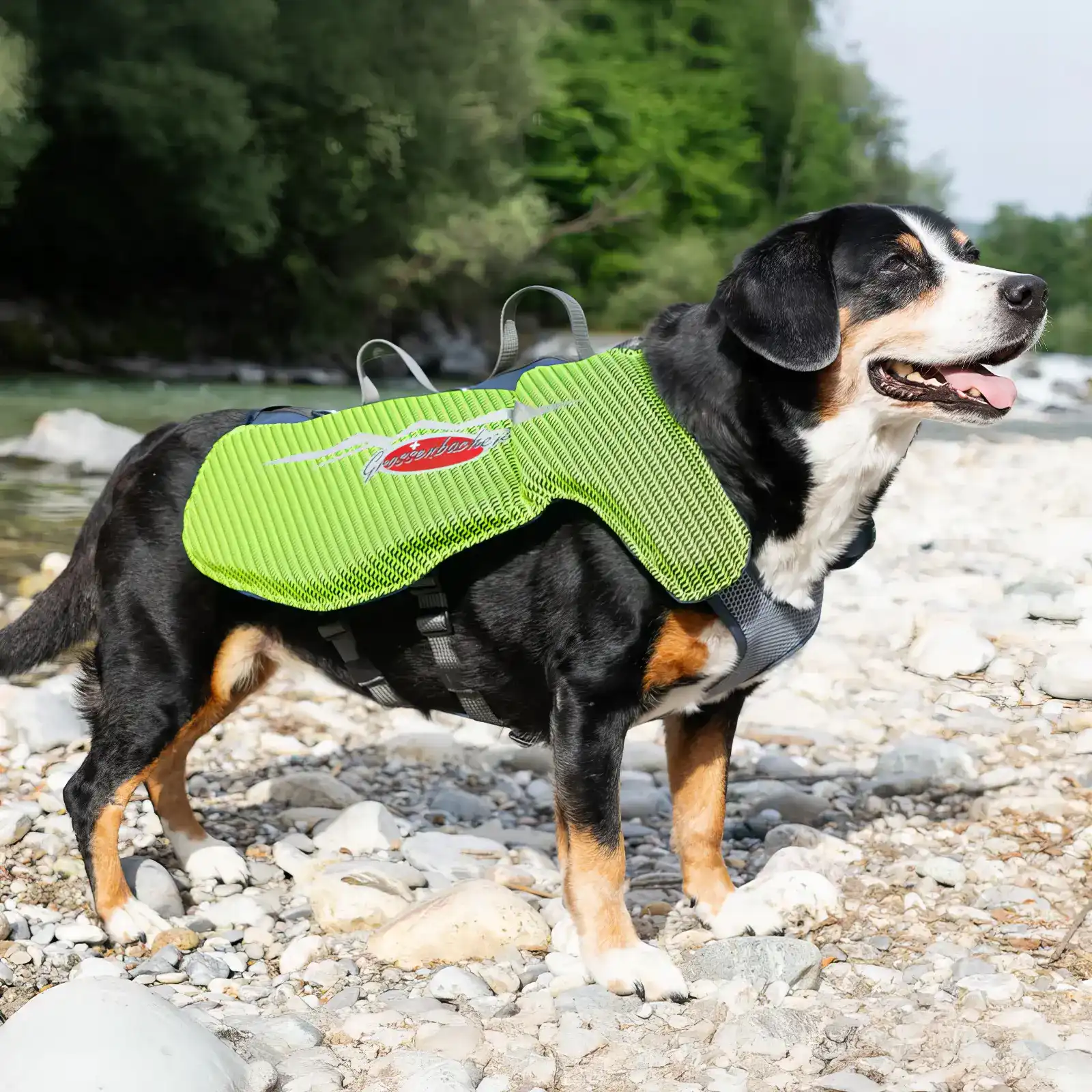 Grossenbacher Schwimmweste gelb XS an Berner Sennen Hund