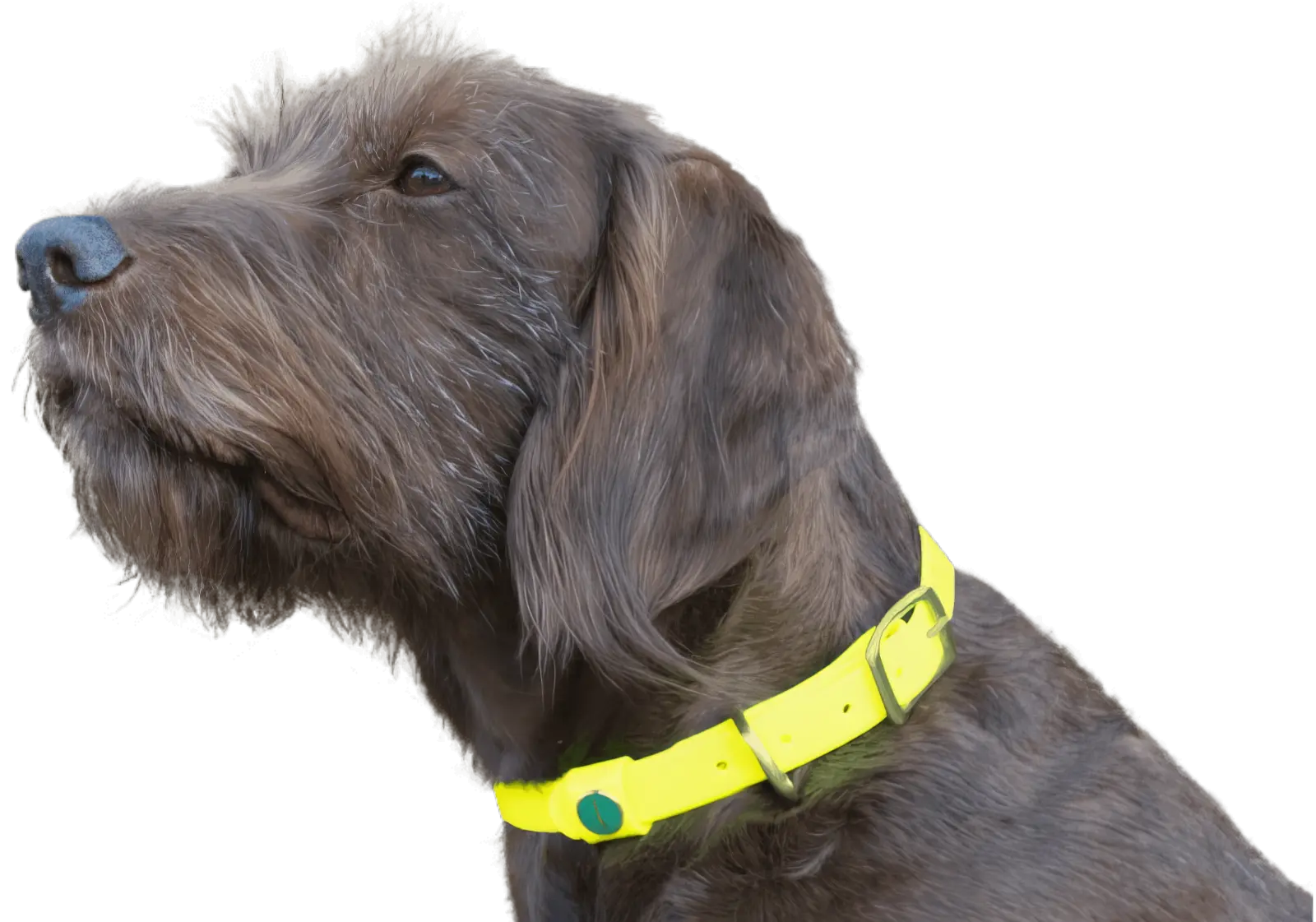 Niggeloh Glossy Biothane Halsung gelb an Jagdhund