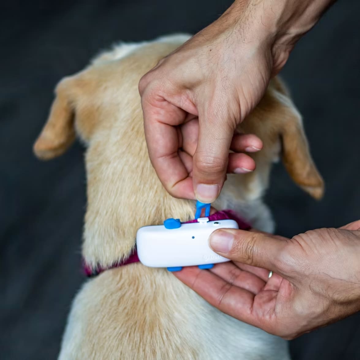 GPS Tracker für Hunde weiss