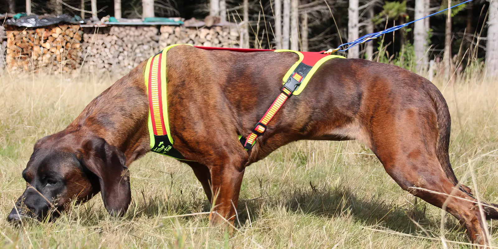 Niggeloh Follow Trail Hundegeschirr an Schweißhund